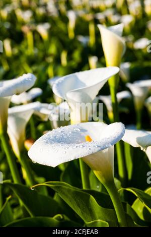 Bellissimi fiori di giglio di calla bianca che fioriscono nel campo di Jhuzihu a Taipei, Taiwan. Foto Stock