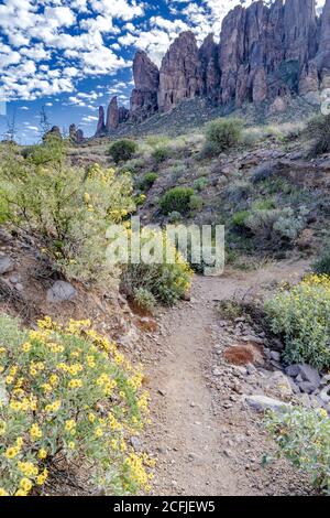 Un lavaggio con fiori nel deserto Foto Stock