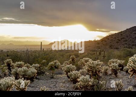 Mentre il sole sta settando si accende il cholla cactus nel deserto dell'Arizona Foto Stock