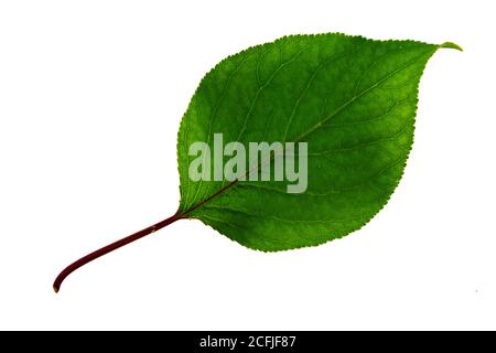 una foglia di albicocca verde isolata sullo sfondo bianco, vista dall'alto laterale della foglia Foto Stock