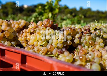 Avvio del processo di vinificazione, vendemmia di uve bianche Vermentino o Rolle su vigneti nelle Cotes de Provence, regione Provence, a sud della Francia c Foto Stock