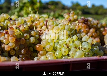 Avvio del processo di vinificazione, vendemmia di uve bianche Vermentino o Rolle su vigneti nelle Cotes de Provence, regione Provence, a sud della Francia c Foto Stock