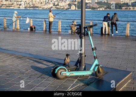 Un corvo che cavalca uno scooter elettrico sulla Costa di Uskudar, Istanbul, Turchia il 3 settembre 2020. Uskudar è una vasta area residenziale di Istanbul. Foto Stock