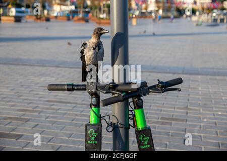 Un corvo che cavalca uno scooter elettrico sulla Costa di Uskudar, Istanbul, Turchia il 3 settembre 2020. Uskudar è una vasta area residenziale di Istanbul. Foto Stock