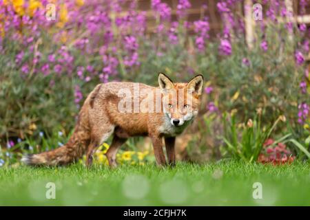 Primo piano di una volpe rossa (Vulpes vulpes) in piedi su erba verde tra fiori nel giardino, Regno Unito. Foto Stock