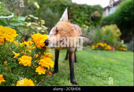 Primo piano di una volpe rossa (Vulpes vulpes) odore di fiori di marigold nel Regno Unito. Foto Stock