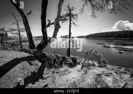 Immagine in scala di grigi di un lago circondato da alberi coperti Verde nel Brickyard Community Park Foto Stock