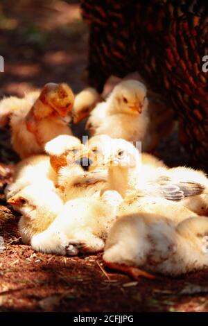 Pulcini graffiando sulla fattoria. Immagine concettuale degli animali della fattoria. Foto Stock