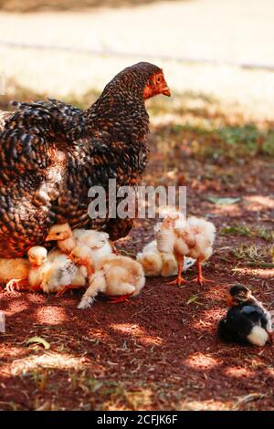 Pulcini graffiando sulla fattoria con pollo di madre. Immagine concettuale degli animali della fattoria. Foto Stock