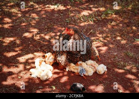 Pulcini graffiando sulla fattoria con pollo di madre. Immagine concettuale degli animali della fattoria. Foto Stock