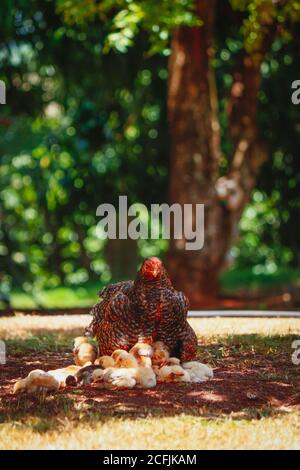 Pulcini graffiando sulla fattoria con pollo di madre. Immagine concettuale degli animali della fattoria. Foto Stock