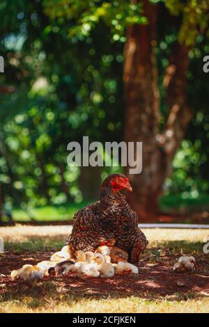 Pulcini graffiando sulla fattoria con pollo di madre. Immagine concettuale degli animali della fattoria. Foto Stock