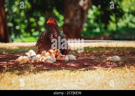 Pulcini graffiando sulla fattoria con pollo di madre. Immagine concettuale degli animali della fattoria. Foto Stock