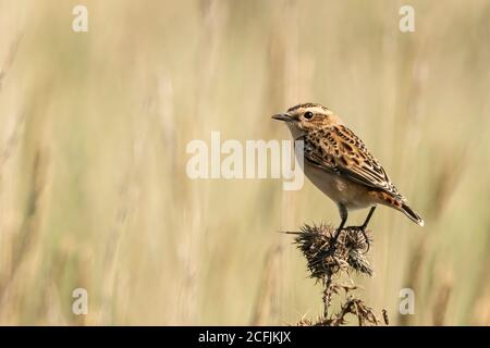 Whinchat, (Saxicola rubra), giovane singolo arroccato sulla vegetazione, Salthouse, Norfolk, Regno Unito, 1 settembre 2020 Foto Stock