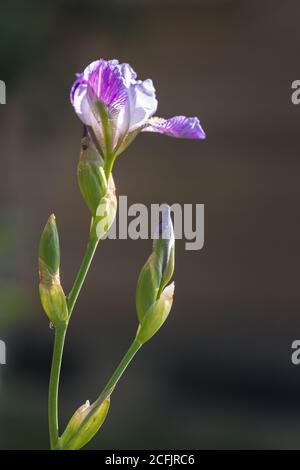 fiori e boccioli di iride su sfondo sfocato Foto Stock