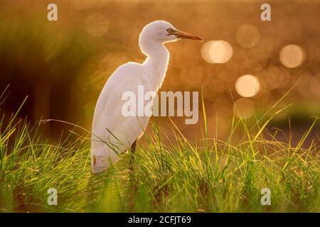 Bestiame Egret e Little Egret nella fauna selvatica del Pakistan Foto Stock