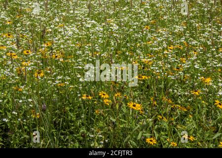 I fiori selvatici dei prati, tra cui Susan dagli occhi neri e Daisy Fleabane, crescono naturalmente in un prato estivo selvaggio sulle Pocono Mountains della Pennsylvania. Foto Stock