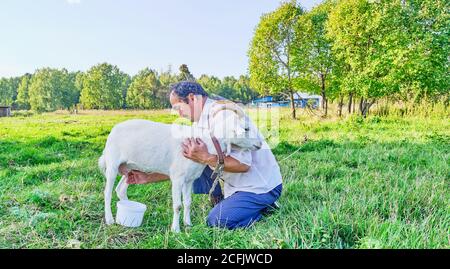 Un anziano asiatico in una camicia bianca migola una capra bianca su un prato in un villaggio siberiano, Russia Foto Stock