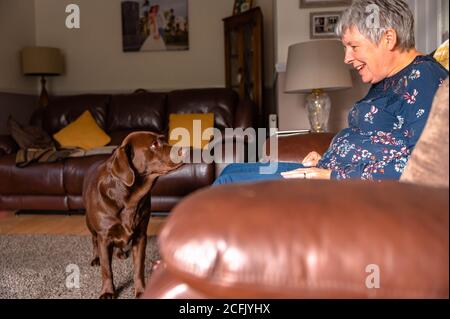 Donne anziane che giocano con labrador al cioccolato a casa. Foto Stock