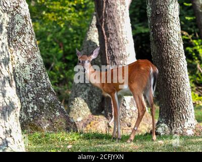 Cervi in lontananza nella zona boscosa del Boyce Park a Monroeville, Pennsylvania. Fauna selvatica in un parco locale. Foto Stock
