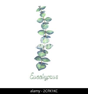 Foglie di eucalipto e di ramificazione blu verde isolato su sfondo bianco. Acquerello disegnato a mano delicata illustrazione botanica. Per il design originale di in Foto Stock