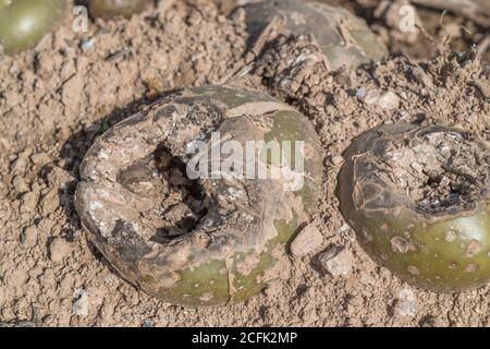 Danno di malattia / patata malata. Forse l'effetto della patata gangrene una volta uccisa la patata, ma incerta. Patate marcio. Foto Stock