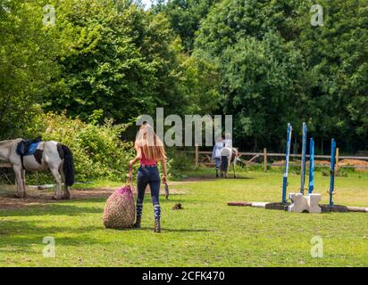 La lavoratrice di allevamento di cavalli femmina sta andando alimentare il cavallo con fieno e grano Foto Stock