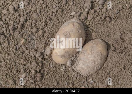 Danno di malattia / patata malata. Forse questa è la malattia di scab in polvere. Patata scabby. Foto Stock
