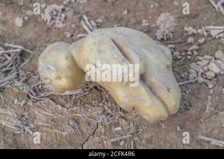 Raccolto di patata danneggiato / tuberi di patata. Patata tagliata scartata che mostra crepe di crescita, deformazione fisiologica che si forma durante la stagione di crescita. Foto Stock