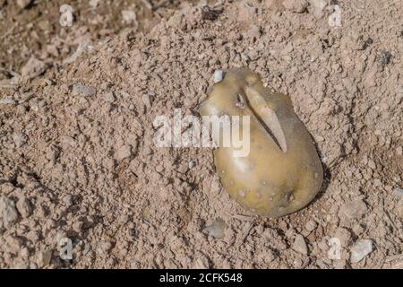 Raccolto di patata danneggiato / tuberi di patata. Patata tagliata scartata che mostra crepe di crescita, deformazione fisiologica che si forma durante la stagione di crescita. Foto Stock