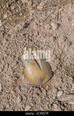 Raccolto di patata danneggiato / tuberi di patata. Patata tagliata scartata che mostra crepe di crescita, deformazione fisiologica che si forma durante la stagione di crescita. Foto Stock