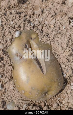 Raccolto di patata danneggiato / tuberi di patata. Patata tagliata scartata che mostra crepe di crescita, deformazione fisiologica che si forma durante la stagione di crescita. Foto Stock