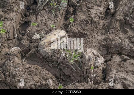 Raccolto di patata danneggiato / tuberi di patata. Patata tagliata scartata che mostra crepe di crescita, deformazione fisiologica che si forma durante la stagione di crescita. Foto Stock