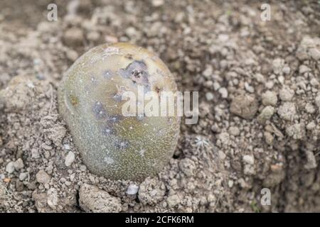 Danno di malattia / patata malata. Forse questo è Pit Rot. Patata singola su suolo. Foto Stock