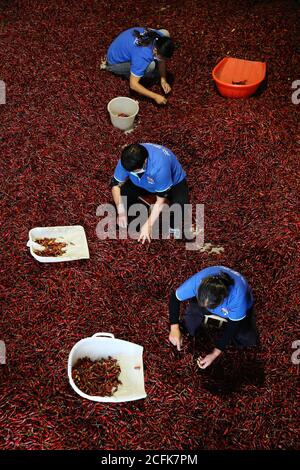 Chongqing, Chongqing, Cina. 6 Settembre 2020. SichuanÃ¯Â¼Å'CHINA-Chongqing Qianjiang, Chongqing Qianchi Town, Qianjiang District, Chongqing nella lotta contro la povertà, come un'industria per aumentare il reddito degli agricoltori per sviluppare, secondo il modello di 'azienda base cooperative agricole'', combinata con la domanda di mercato, per costruire una piccola città del pepe. Credit: SIPA Asia/ZUMA Wire/Alamy Live News Foto Stock