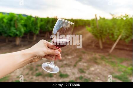 Una donna che degusta vino rosso, vigneto sullo sfondo. Bicchiere di vino rosso Foto Stock