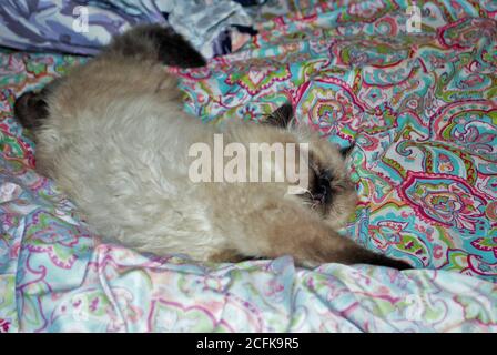 Gattino himalayano assonnato adagiato su un letto Foto Stock