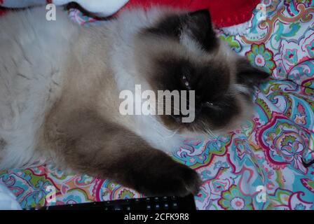 Gattino himalayano assonnato adagiato su un letto Foto Stock