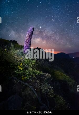 Vista sul lilla bugloss su una collina nella natura di notte con modo lattiginoso nella notte stellata Foto Stock