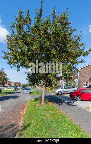 Granchio Apple (granchio) albero (Malus sylvestris) che cresce a bordo strada in una zona residenziale all'inizio dell'autunno nel West Sussex, Inghilterra, Regno Unito. Foto Stock