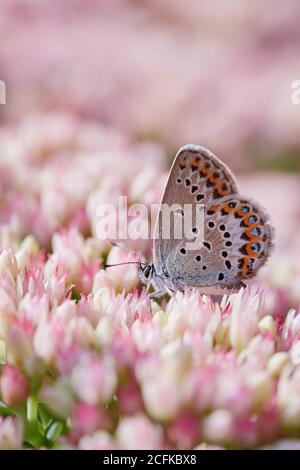 Idas farfalla blu (Plebejus idas) siede su fiori rosa in estate Foto Stock