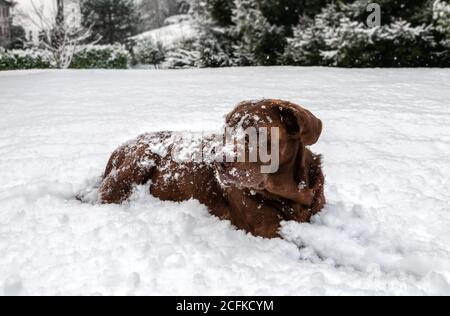 Old Chocolate Labrador Retriever cane sdraiato nella neve sotto la nevicata. Foto Stock