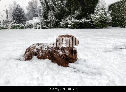 Old Chocolate Labrador Retriever cane sdraiato nella neve sotto la nevicata. Foto Stock