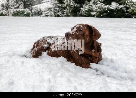 Old Chocolate Labrador Retriever cane sdraiato nella neve sotto la nevicata. Foto Stock