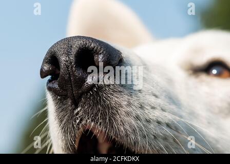 Primo piano di White Swiss Shepherd Nose. Foto Stock