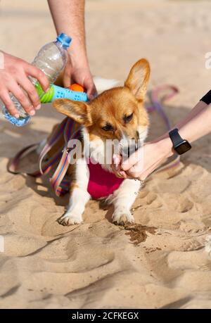 Il cane lambendo l'acqua con grasso, il proprietario versa il liquido dalla bottiglia nel palmo della mano. Prendersi cura degli animali nelle giornate calde, proteggendoli dalla sete e dalla disidratazione in estate. Corgi cucciolo primo piano carezzando. Foto Stock