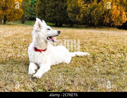 Cane bianco del cucciolo del Pastore svizzero sdraiato sull'erba. Foto Stock