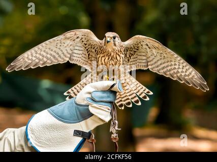 Falcon sulle mani dei movimentatori con le ali aperte. Foto Stock