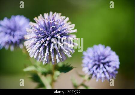 fiori violetti di una pianta di cardo su sfondo verde offuscato Foto Stock