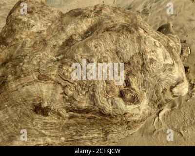 Driftwood con struttura astratta organica closeup swirl sulla spiaggia di sabbia. Driftwood cerchio motivo texture vista dall'alto sulla spiaggia di sabbia Foto Stock